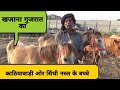 काठियावाड़ी ओर सिंधी घोड़ों का खजाना,वो भी सस्ते में!! sarangkheda horse market 2019