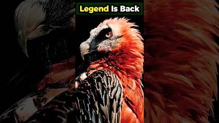 Download Lagu How a Divine Bird Returned to Persia After 50 Years MP3 Download Lagu How a Divine Bird Returned to Persia After 50 Years MP3