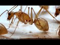 Camponotus maculatus 07072022 premier major 