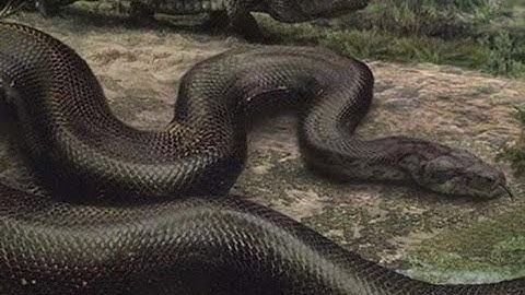 Rắn Hổ Mang Chúa Khổng Lồ - Chúa Tể Của Các Loài Rắn ( Thuyết Minh )