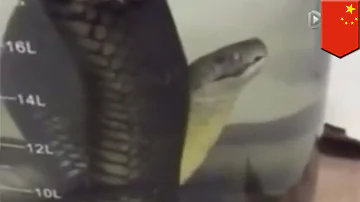 ¿Por qué poner serpiente en alcohol?