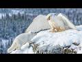 Gyrfalcon's 120 Days From Egg to Survival | Mysteries of the Wild