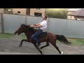 Single footing horse Keher (Balaken)