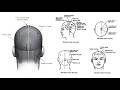 STIMULATION AREAS OF THE CEREBRAL CORTEX IN SCALP ACUPUNCTURE