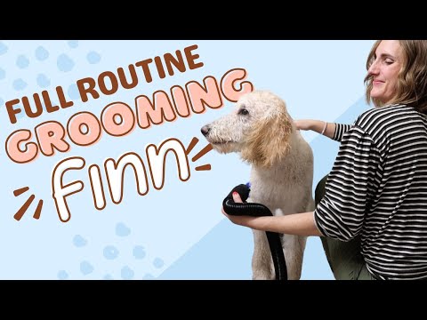 Amateur Dog Groomer || Full Routine