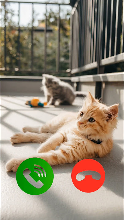 Incomingcall #incomingcall #cat #ringtone #ringtones #kitten