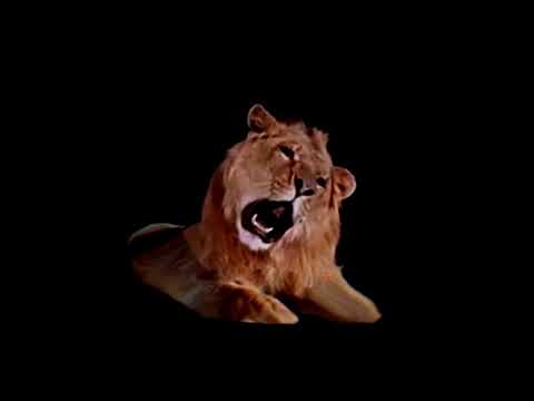 Mgm Leo The Lion Video Footage