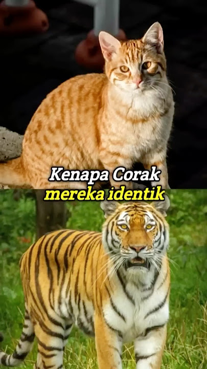Kesamaan Kucing dan harimau #kucinglucu #cat