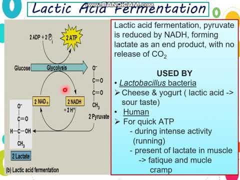 Week 6 Lesson: Cellular Respiration (Part 4) - YouTube