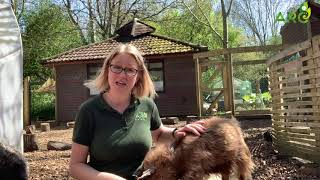 Diet and Habitat | African Pygmy Goats