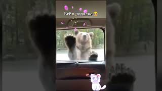 Маша И Медведь😱🐻👩