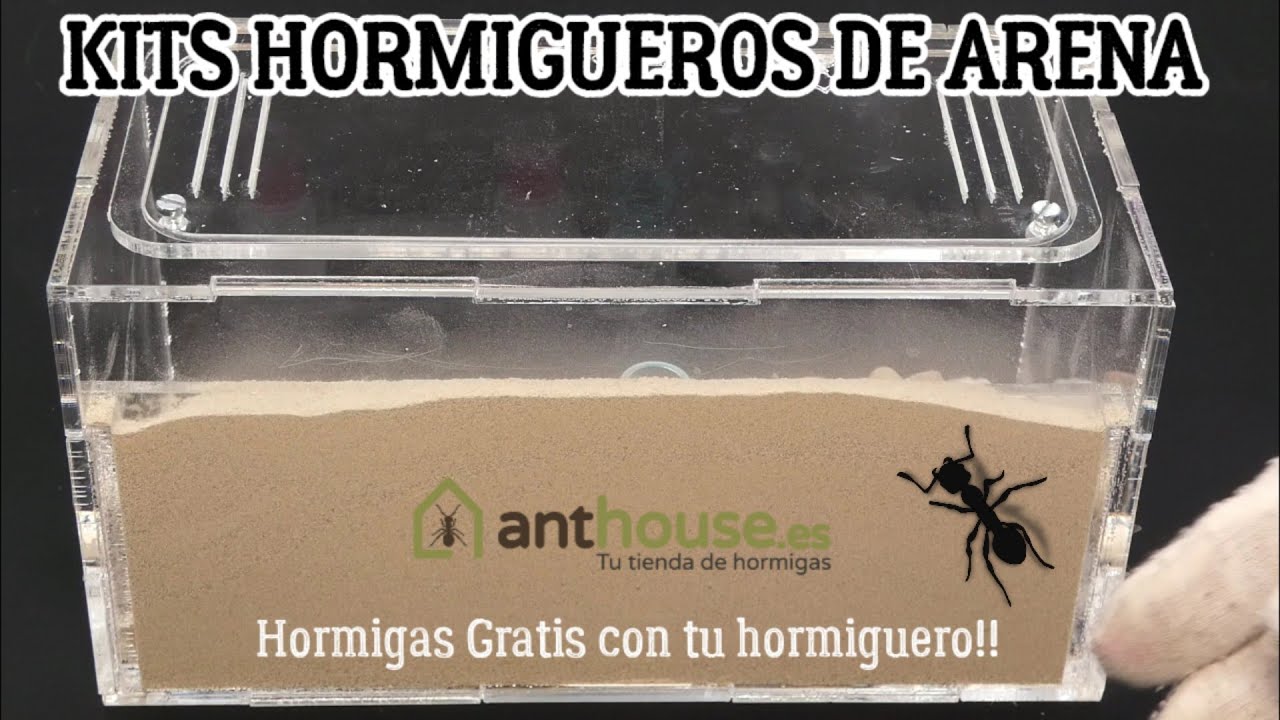 AntHouse.es Hormiguero Basico de Arena con Reina y Hormigas GRATIS 