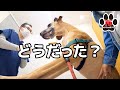 【超大型犬】怖かった血液検査の結果が出ました。