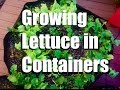 Growing Lettuce in Containers, Easy Harvest and Cold Weather Tips // Growing Your Fall Garden #7