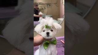 puppy’s first haircut ?!