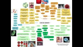 Mapa mental Microbiologia