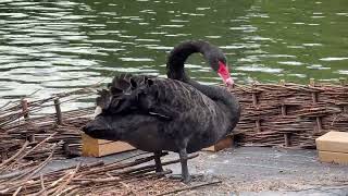 "Mute swan rests on a nesting platform as a black swan collects material nearby 🦢🪺🌊🌿"