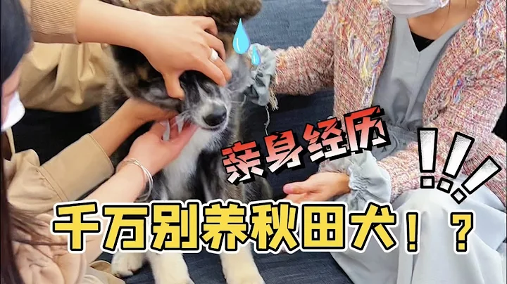 😂現在你還會想養秋田犬嗎？ - 天天要聞