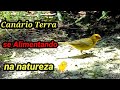 Canário Terra livre na natureza se alimentando muito lindos 🐥🐥top