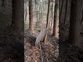 箱罠をハンドウィンチで引く