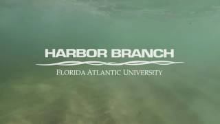 Sound Of The Manatee