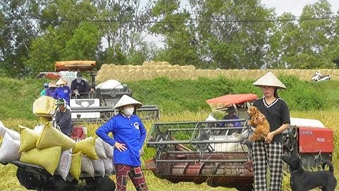 máy 130 trung quốc cắt lúa nhật với máy 105 công 900K giá lúa bán được 8000₫K tập # maibangtv 