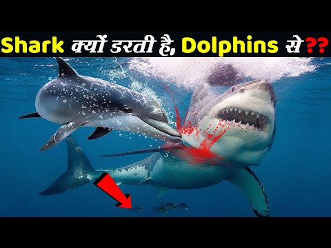 आखिर shark डॉलफिन से इतना डरती क्यों है | शार्क डॉल्फिन से क्यों डरती है | Sharks VS Dolphins.