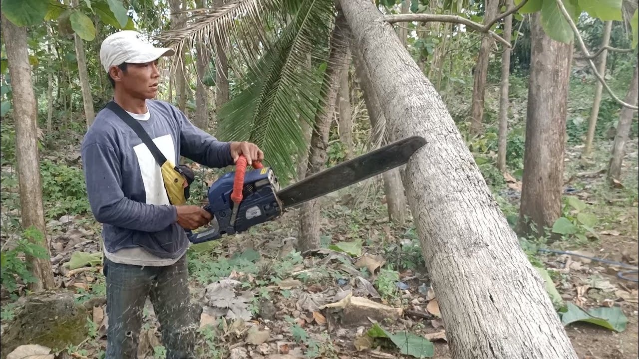 penebangan kayu jati bahan joglo rodok gagal rusak dikit juragan agak puyeng.