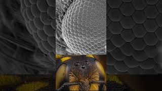 ¿Cómo Ven los Insectos? 🐝 La Respuesta Te Sorprenderá