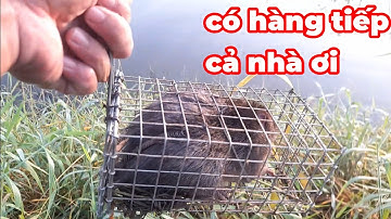bẫy chuột cống nhum tiếp tục có hàng nữa cả nhà ơi...(Quan Gò Công)...