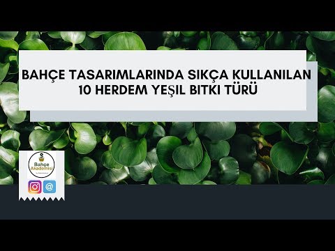 Video: Dökmeyen Gardenya Nedir – Gardenia Veitchii Hakkında Bilgi