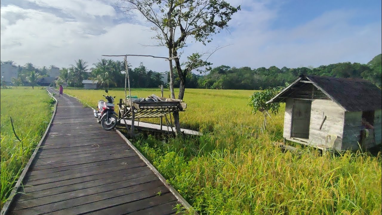 Kampung Dayak Seperti di Pulau Jawa. Perjalanan ke Persawahan di Desa Kandui,Gunung Timang, Kalteng