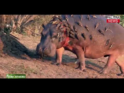 ჩვენი პლანეტა - ბეჰემოტი