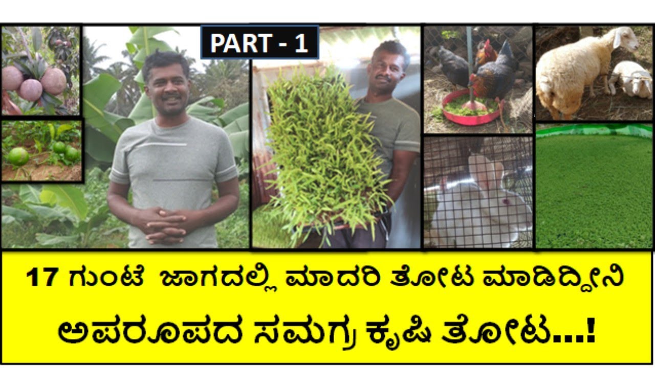 17 ಗುಂಟೆಯಲ್ಲಿ ಸಮಗ್ರ ಕೃಷಿ ಮಾಡುತ್ತಿದ್ದೇನೆ "ತೋಟ ನೋಡೋದಕ್ಕೆ ಸಾವಿರಾರು ಜನ ಬರುತ್ತಿದ್ದಾರೆ"