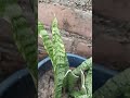 Snake Plant / Oxygen Plant #snake #snakeplant #oxygen #plants #gardening