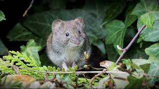 Bank Vole