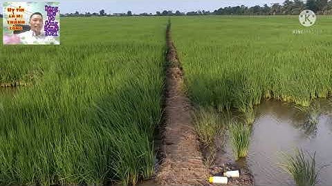 #168:ĐC ấp xóm rẫy xã kiểng Phước DT 15×134 đất lúa giá 250tr/1000