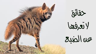 الضبع Hyena | أحد أخطر المفترسات في البرية