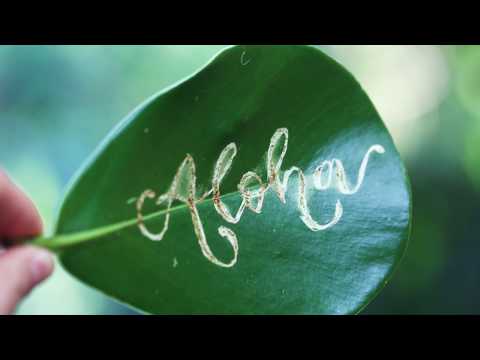 Scratching Aloha on a leaf of the Autograph tree, The Aloha Studios