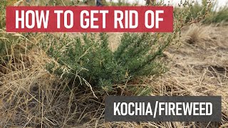 How To Get Rid Of Kochiafireweeds Diy Weed Management