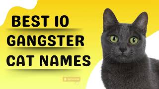 Top 10 Gangster Cat Names for Your Feline Boss