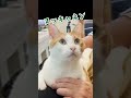 【甘えんぼ猫】あざとい猫の手口をご覧ください…#shorts