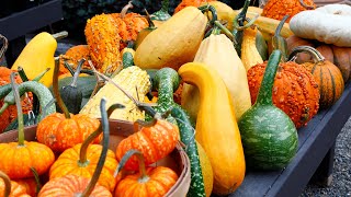 Specialty Pumpkin Varieties with Suzanne by Rogers Gardens 583 views 8 months ago 6 minutes, 29 seconds