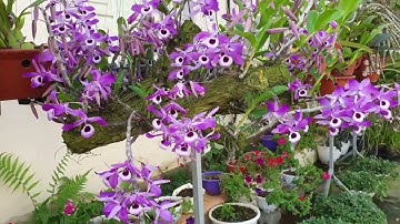 Tốp 10 loại lan rừng khó thuần nhất, những loại lan khó thuần, phong lan rừng pv