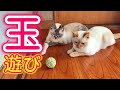 猫の玉遊び！猫と言ったら遊び♪遊びと言ったら玉遊び♪ですよね？ww