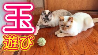 猫の玉遊び！猫と言ったら遊び♪遊びと言ったら玉遊び♪ですよね？ww