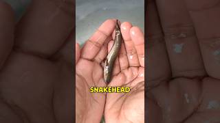 How I Got This Beautiful Snakehead Fish?