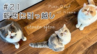 新居に引っ越し編  #エキゾチックショートヘア #猫 #kitten #cat by うとうとおふとん 5,529 views 1 year ago 3 minutes, 58 seconds