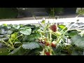 イチゴの植物工場見学