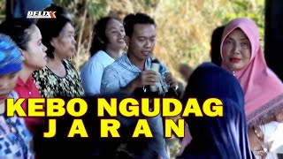 KEBO NGUDAG JARAN|| OCHOLL DHUT || DIANI AL GROUP LIVE PERFORM DESA GADEL BLOK SARAG TUKDANA - IM